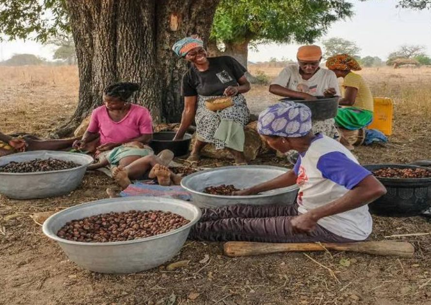 Women sorting harvested shea nuts into basins under a tree