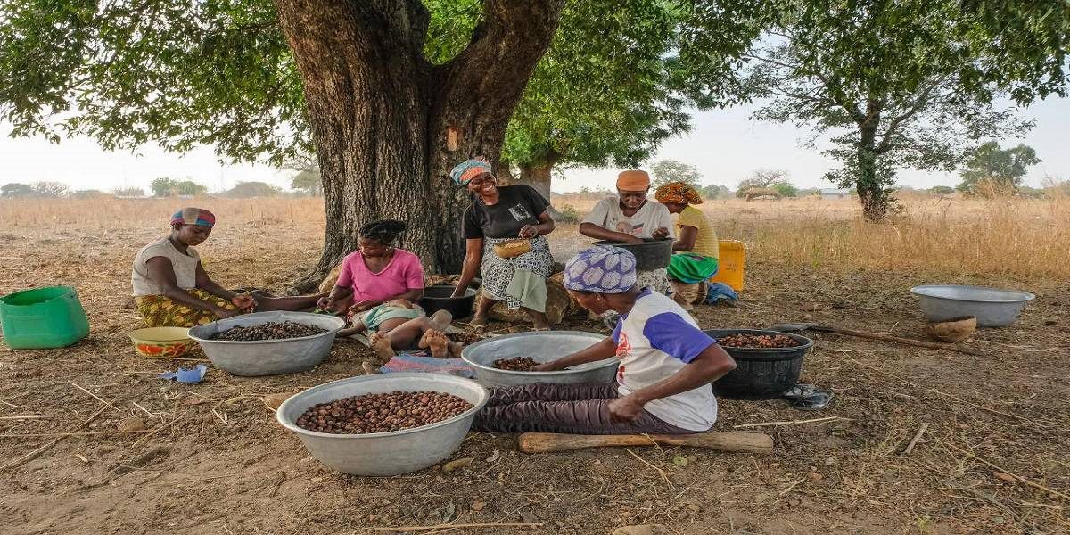 Women sorting shea nuts in large bowls beneath a shea tree in Northern Ghana